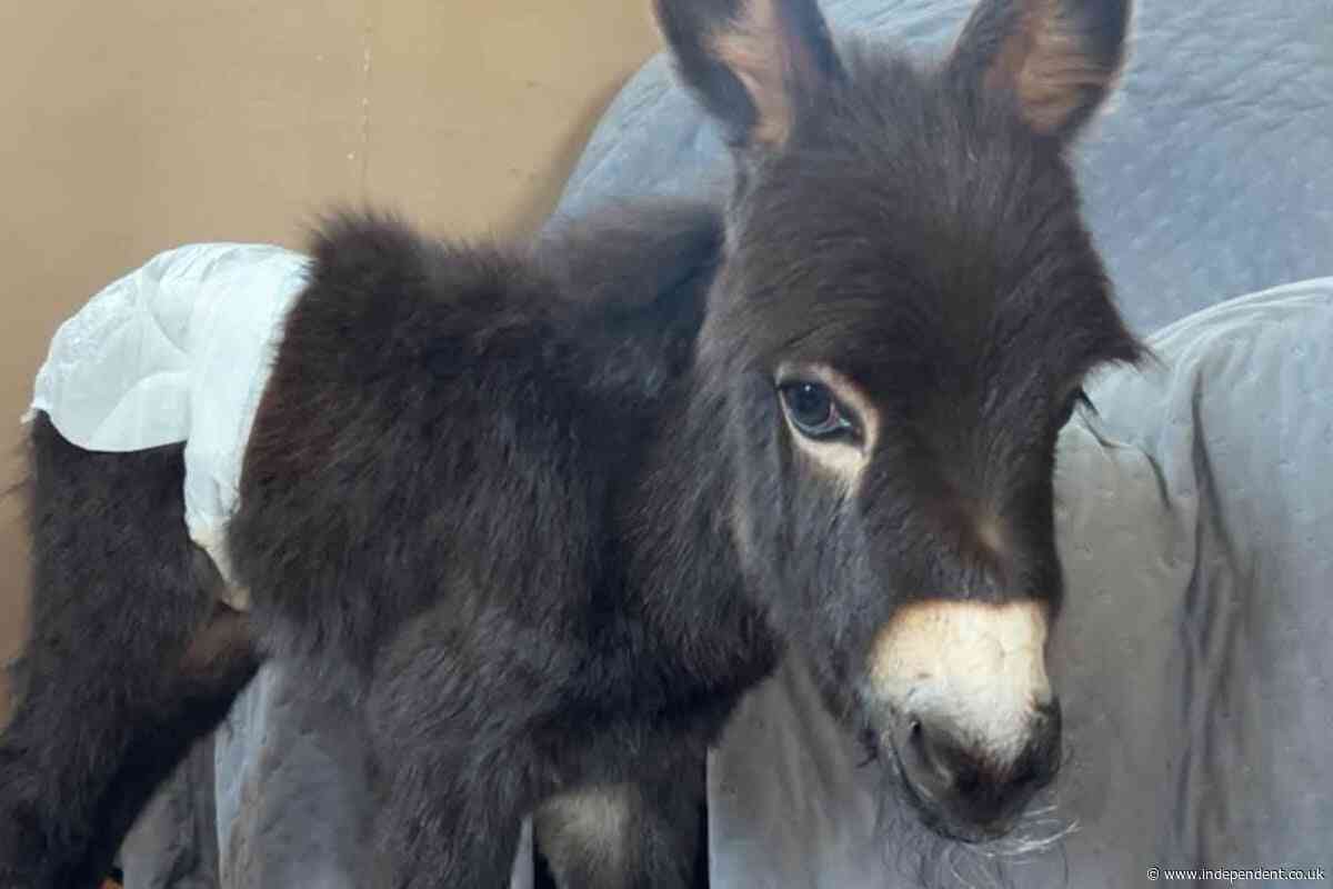 Owners demand answers after beloved family donkey is shot and killed by police