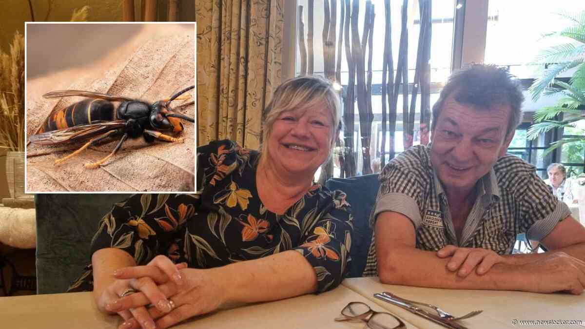 Eddy (60) belandt in coma na aanval van Aziatische hoornaars: ’De kans dat hij de oude wordt is heel klein’