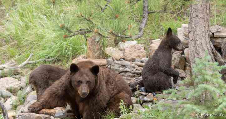 Woman in her 80s mauled by bear who broke into her home while she slept