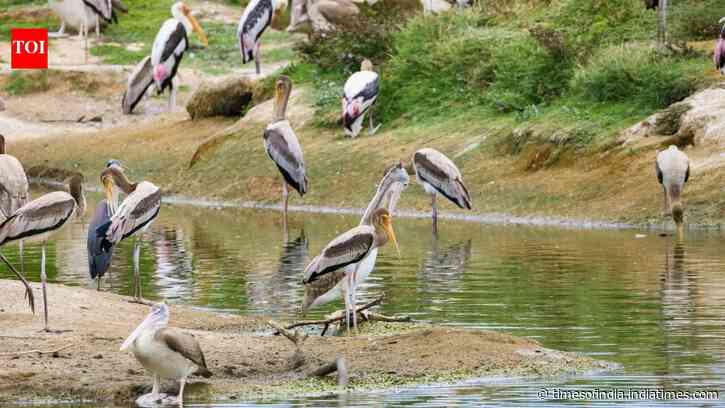 Vanished Texas bird island is back, with 2,500 pairs of birds