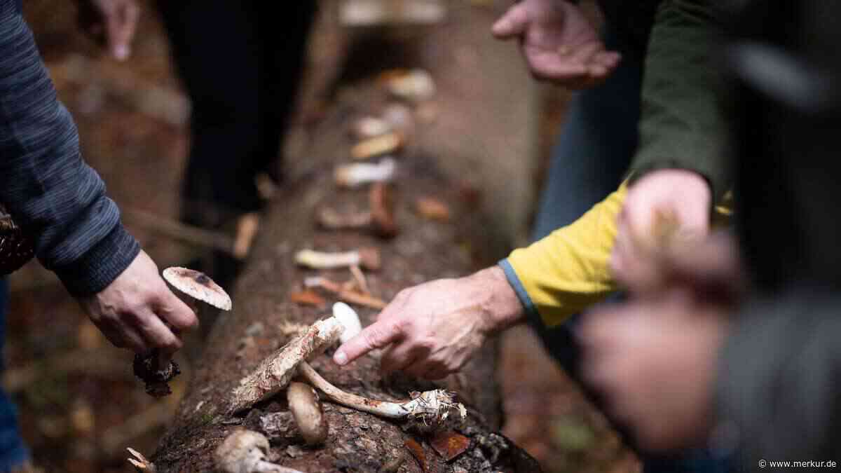 Tödliche Doppelgänger im Wald: Warum selbst erfahrene Sammler bei diesen Pilzen vorsichtig sein sollten