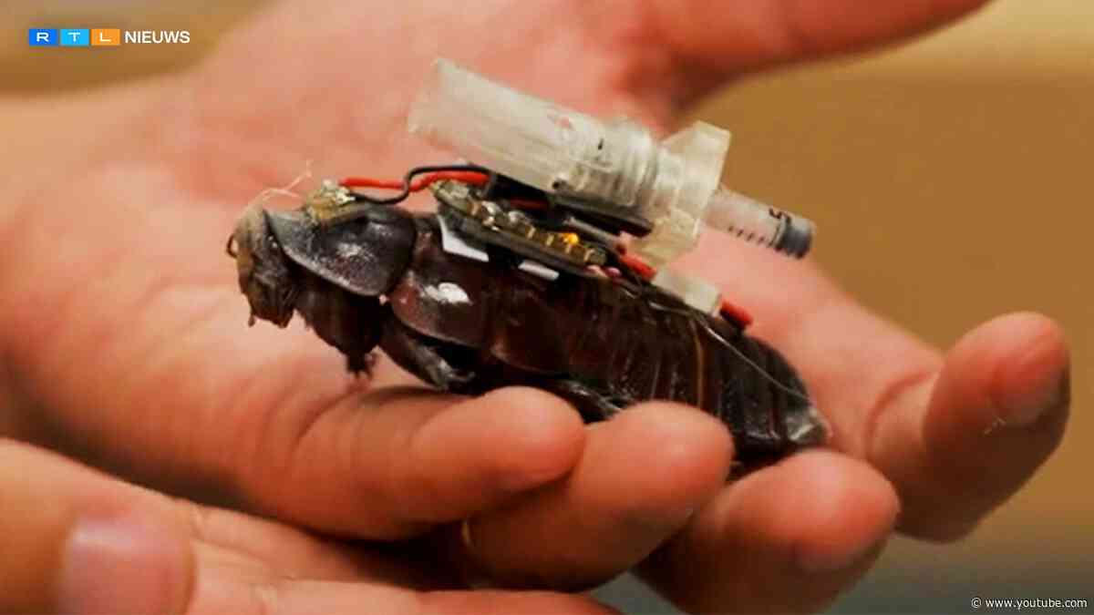 Wetenschappers maken van levende kakkerlakken bestuurbare 'cyborgs' | RTL Nieuws