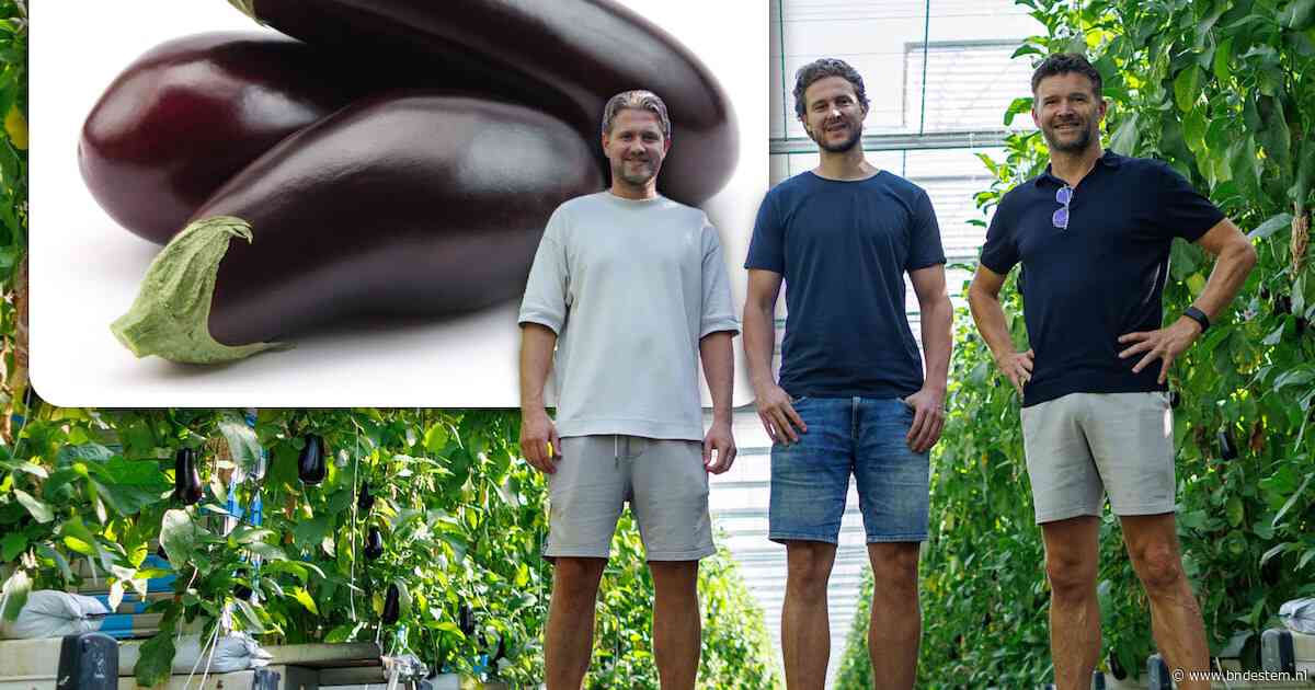 Deze Zevenbergse auberginekwekers zijn dol op hun eigen paarse trots