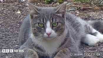 Stray cat numbers three times higher in one town