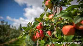 Apfel-Produzenten unter Druck