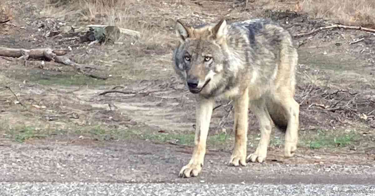 Koe schrikt zich rot als wolf schaap pakt in wei, komt vast te zitten in hek en overlijdt