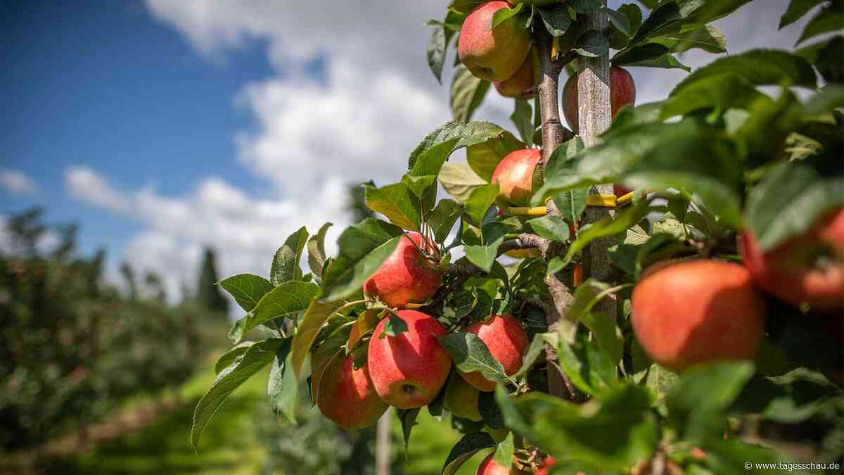 Apfel-Produzenten unter Druck