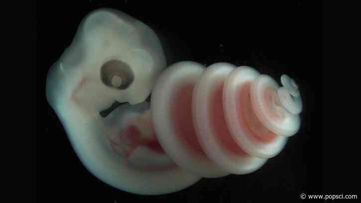Biologists discover why snake embryos always coil to the right