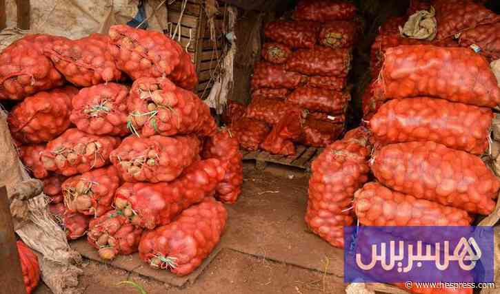 صادرات البطاطس الأوروبية إلى المغرب تقفز بـ50% في السنين الأخيرة