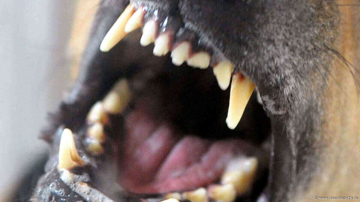 Schock-Vorfall an der Zwieselalm bei Bad Reichenhall: Hund attackiert freilaufende Ziege