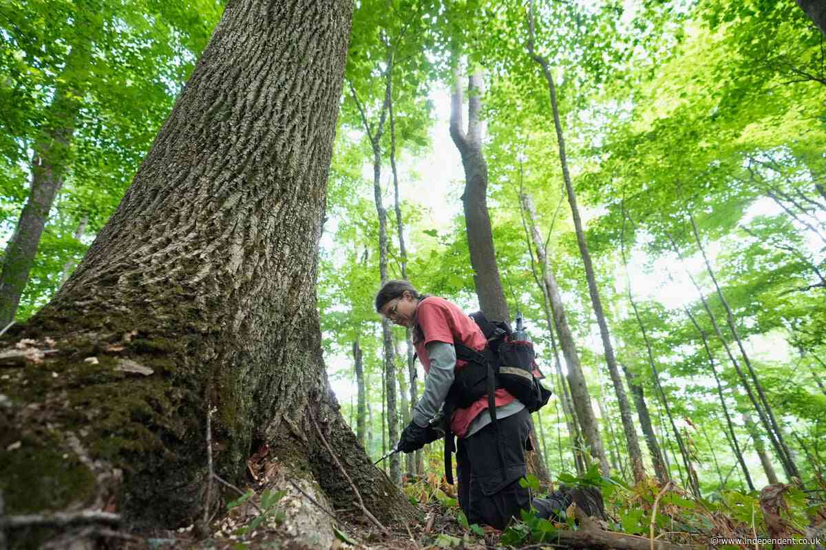 Scientists use deadly disease to restore iconic American elm trees