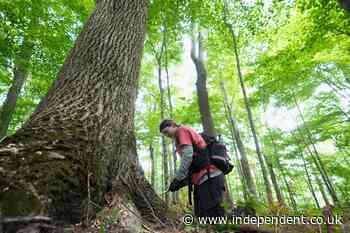 Scientists use disease to restore iconic American elm trees
