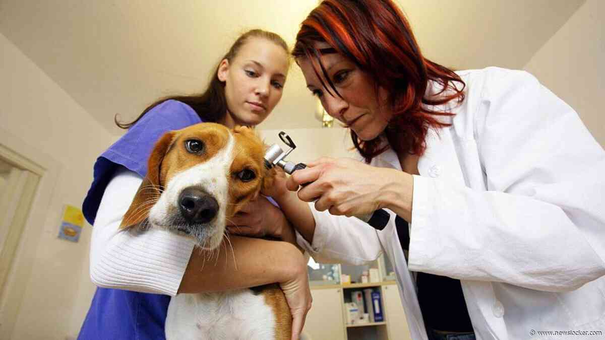 Mensen onderschatten kosten van een hond: ’Op maandbasis lijkt het niet veel, maar het loopt flink op’
