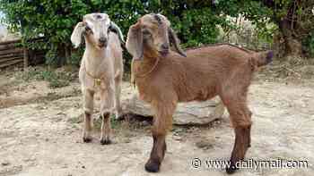 Animals in traveling petting zoo test positive for rabies... potentially putting hundreds at risk of exposure