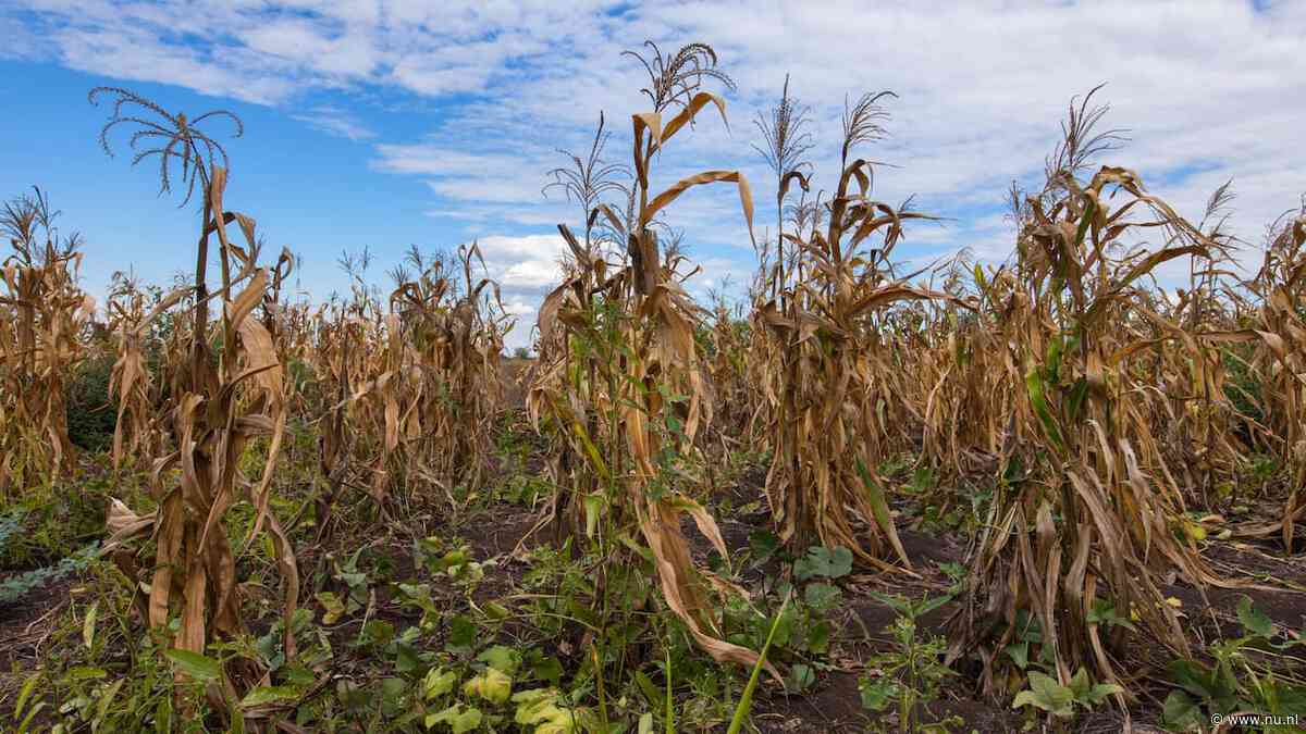 Landbouwprijzen stijgen snel door oorlog en extreem weer
