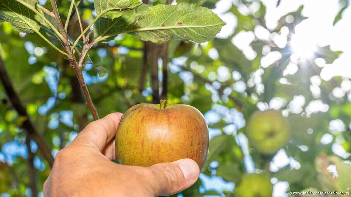 Gärtnern nach dem Mond: Die besten September-Termine für Aussaat, Ernte und Rasenpflege
