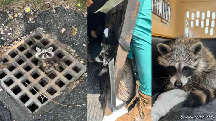 Raccoon rescued after sticking its head in a Cape Cod drain grate