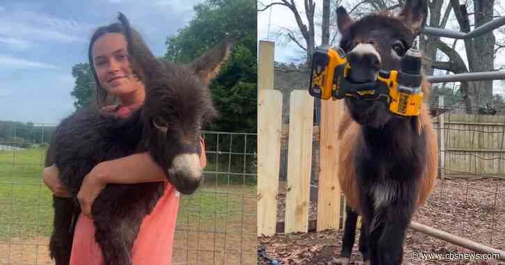 Georgia police investigate fatal shooting of beloved baby donkey HeeHaw at Rockmart farm