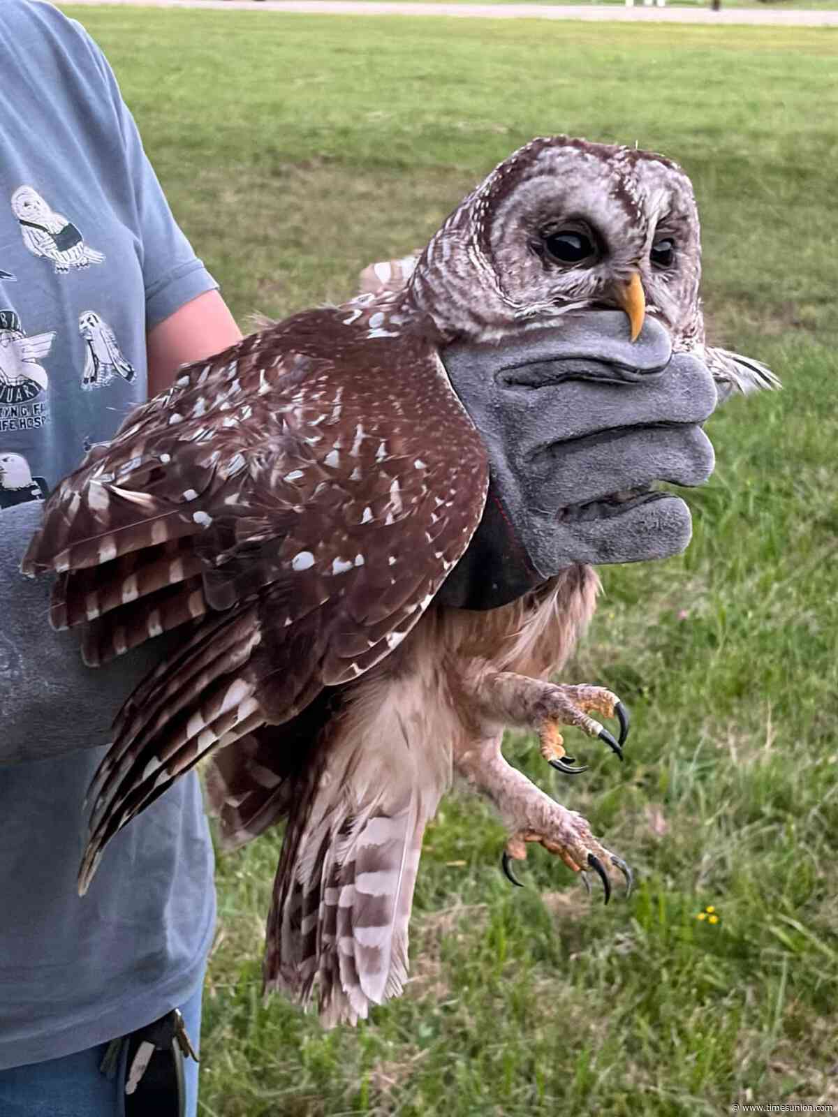 Injured owl from Orange County released after 2 months of pampering