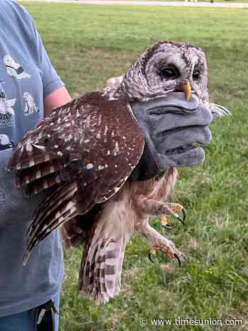 Injured owl from Orange County released after 2 months of pampering