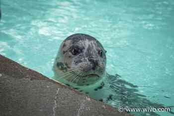 Aquarium of Niagara welcomes 3-year-old harbor seal