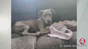 Calm puppy Tofu is looking for a forever home