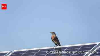 AI cameras watched birds for 17,000 hours at solar farms with no collisions
