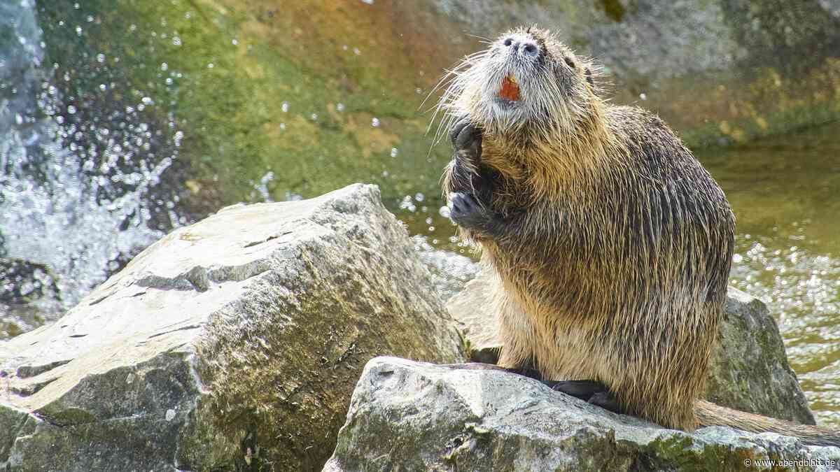 Nutrias breiten sich weiter in Hamburg aus: Zahl der erlegten Tiere gestiegen