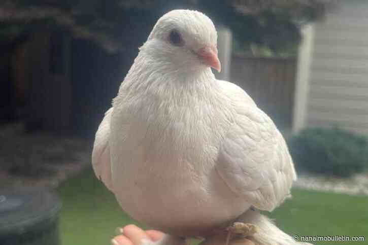 Missing pigeon returns to Saanich home after dayslong flyabout