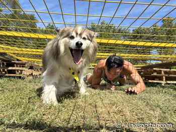 Humans and dogs pair up for Windsor edition of the Zulu Challenge at Malden Park