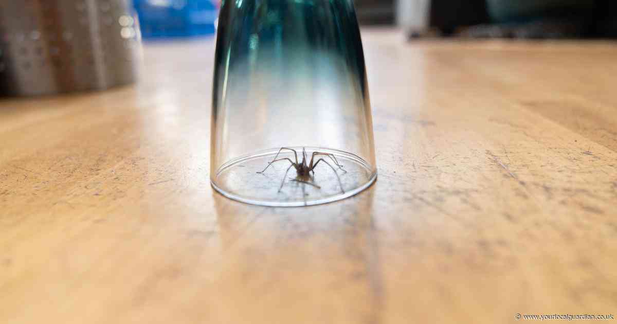 Cleaning expert reveals hacks to keep spiders out of your home in spider season