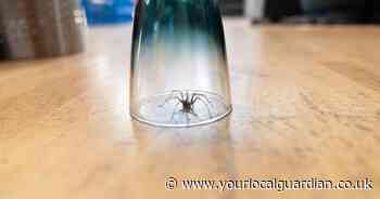 Cleaning expert reveals hacks to keep spiders out of your home in spider season