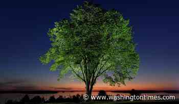 5 questions about the effort to save American elms