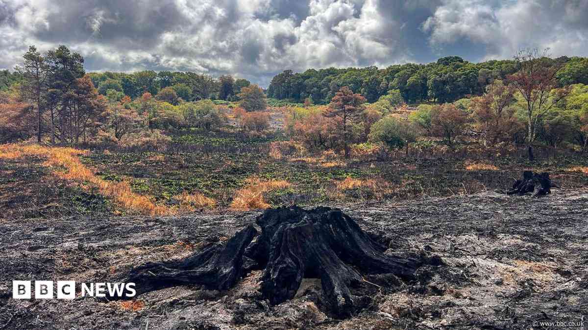 Groups unite for long-term recovery after wildfire
