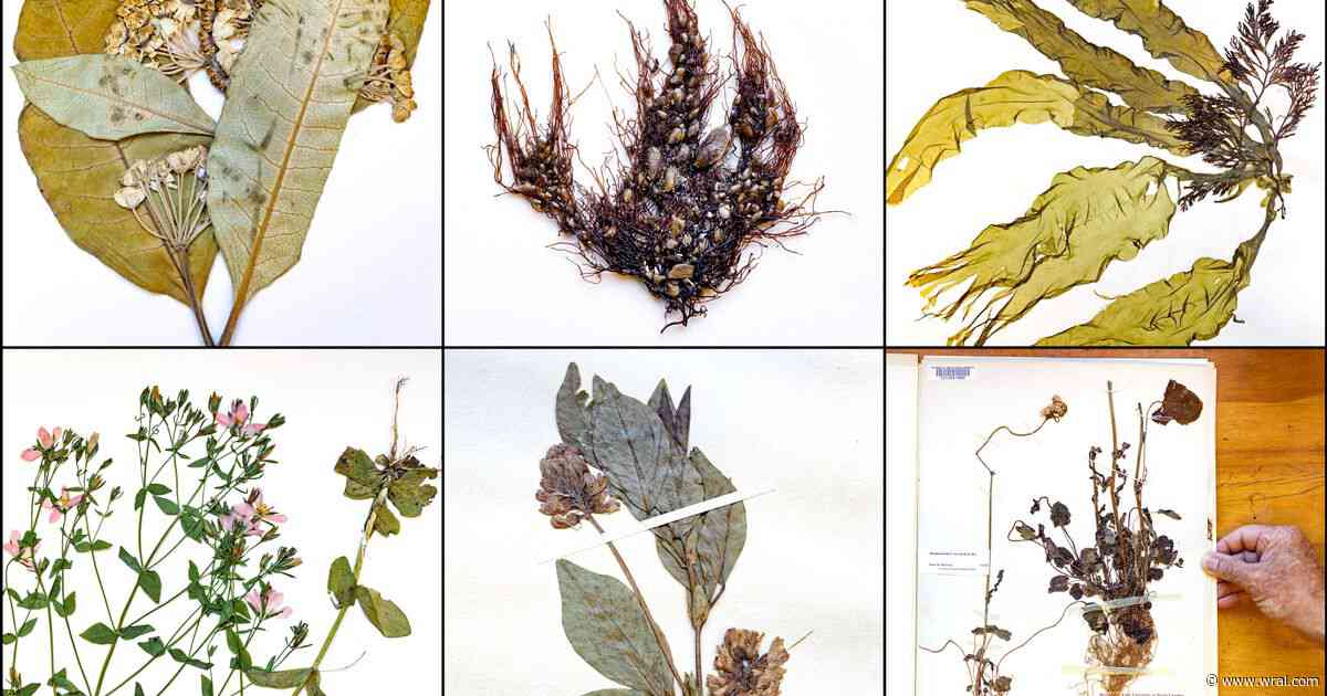 UNC, Duke combine 1.7 million plant specimens to create third-largest US herbarium