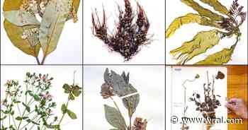 UNC, Duke combine 1.7 million plant specimens to create third-largest US herbarium
