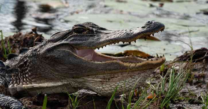 Georgia officials propose expanding protected species list to over 400 animals and plants