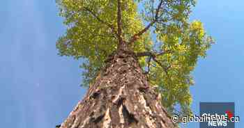 New beetle species linked to rise in Dutch elm disease in Edmonton trees