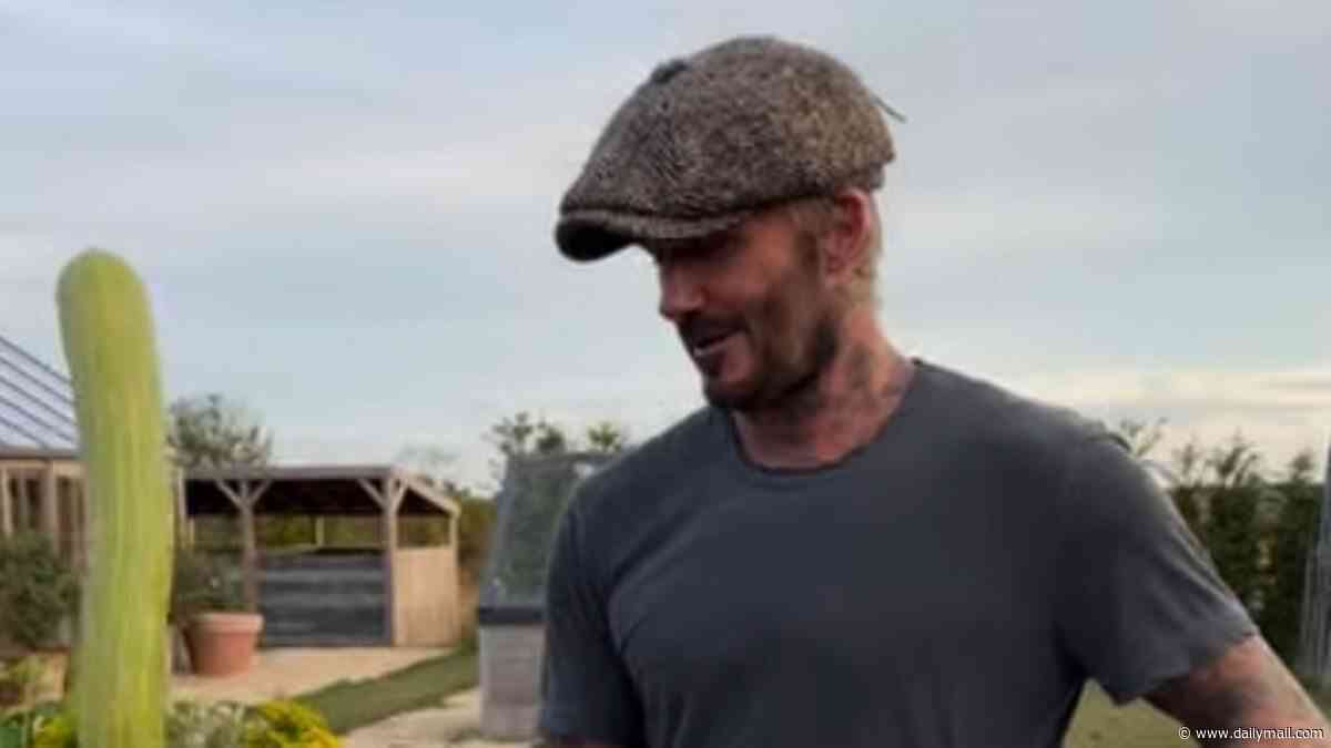 David Beckham impresses wife Victoria with his bizarrely shaped long pumpkin and juicy plums as couple share innuendo-filled garden update after returning from Reading festival