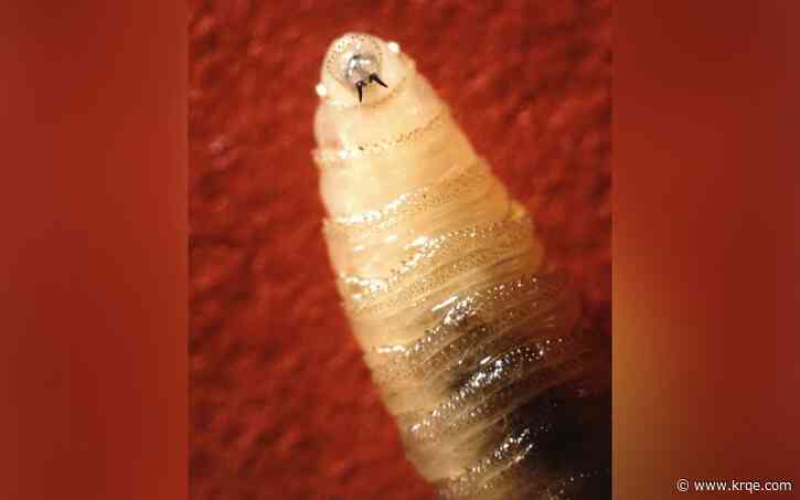 New World screwworm 'infested zone' lifted in New Mexico