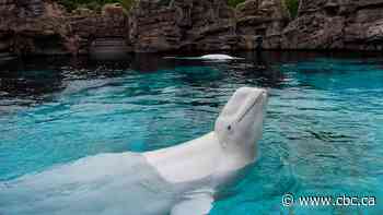 Canada's last captive whales set to leave Niagara Falls, Ont., Marineland for U.S. aquariums