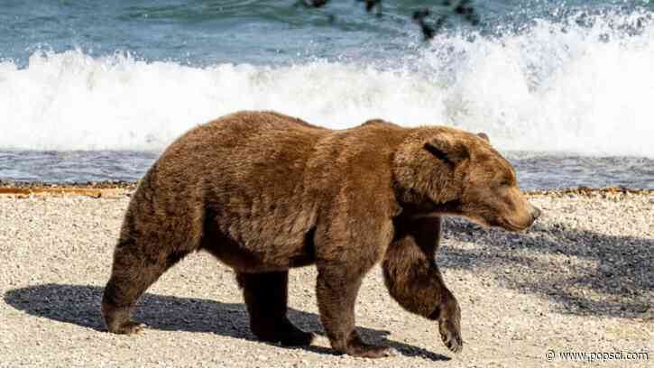 History-making mother bear could be big Fat Bear Week 2026 contender