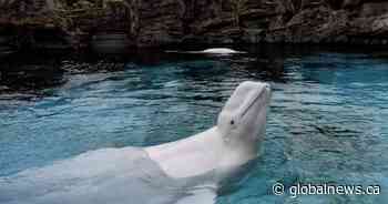 Last captive whales in Canada to leave Marineland as belugas head for U.S.