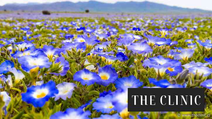 El Desierto Florido de este 2026 podría ser histórico según especialistas: las intensas lluvias anticipan una temporada comparable a la de 1997