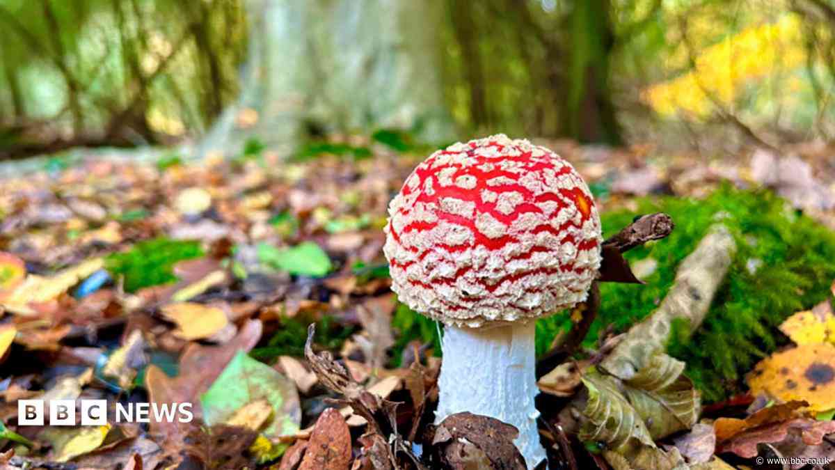 'Click, don't pick' warning as fungi social media posts mushroom