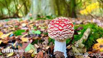 'Click, don't pick' warning as fungi social media posts mushroom
