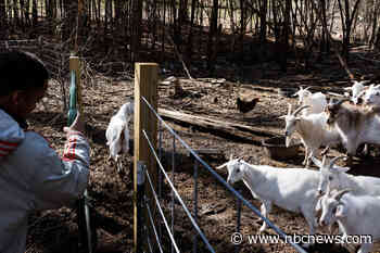 Four baby goats at mobile petting zoo in North Carolina test positive for rabies
