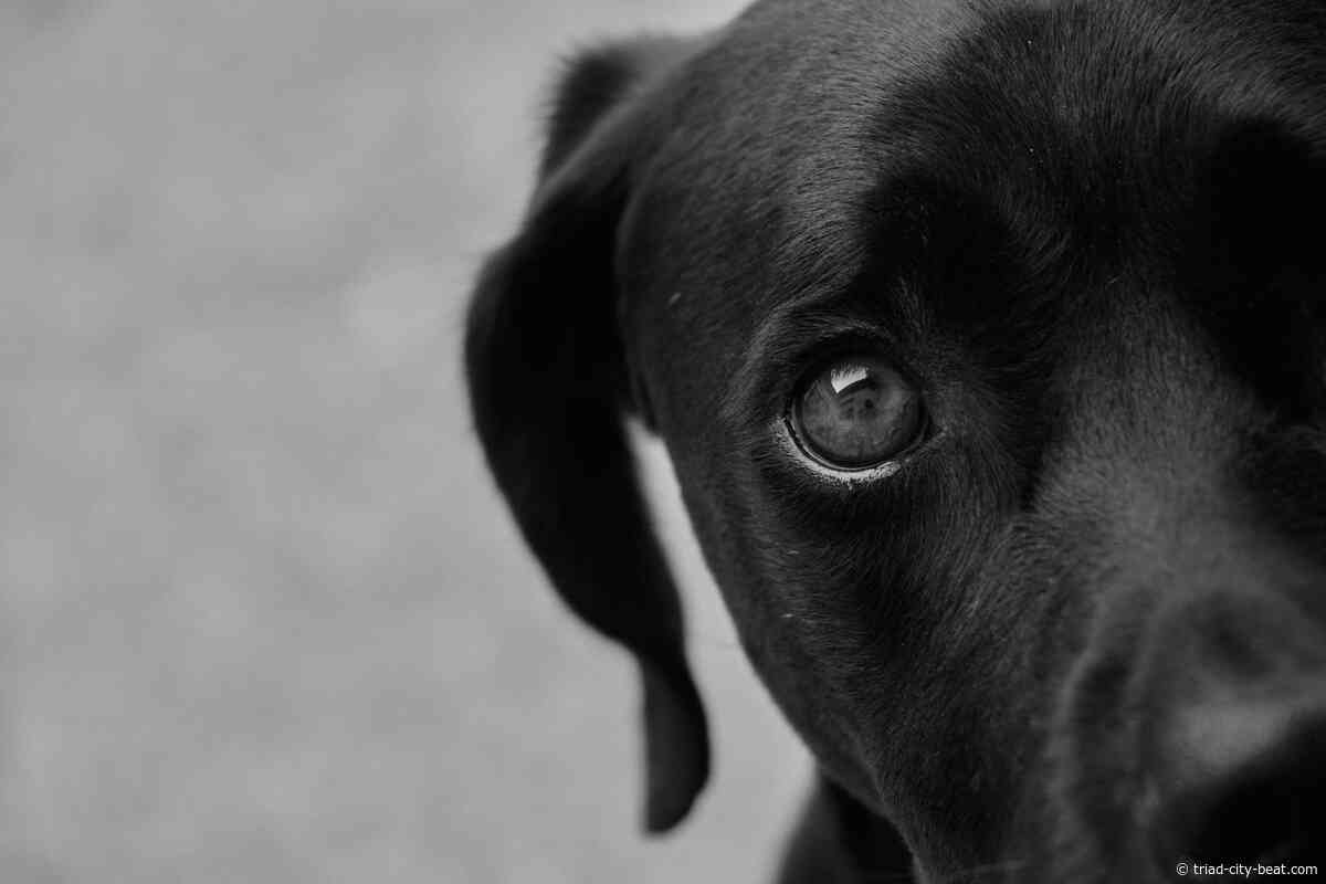 Why Synthetic Lawn Turf Works Great For Dogs