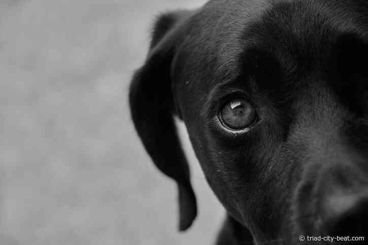 Why Synthetic Lawn Turf Works Great For Dogs