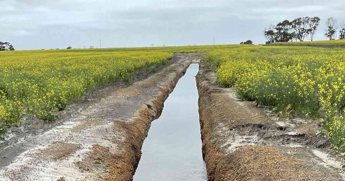 Canola shattered, drains damaged as rain deluge hits South Coast district